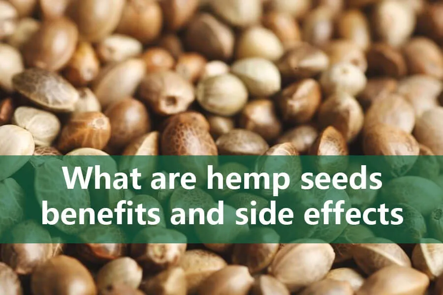 Was sind die Vorteile und Nebenwirkungen von Hanfsamen? 3 hemp seeds benefits and side effects